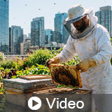 Buzz-Worthy Buildings: Bees and LEED Projects